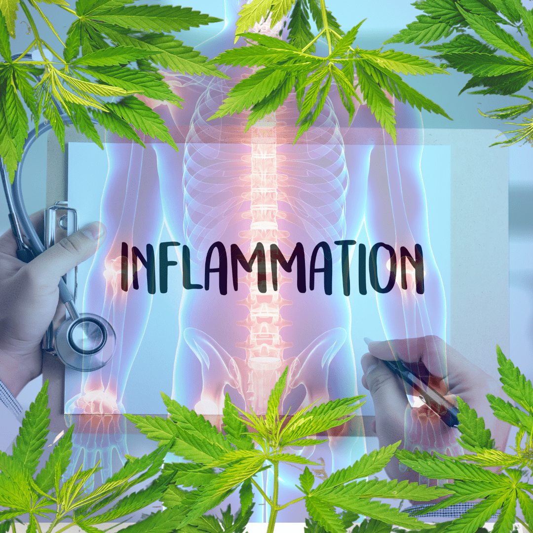Cannabis Inflammation